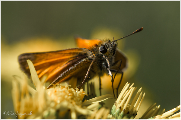 A Moth??