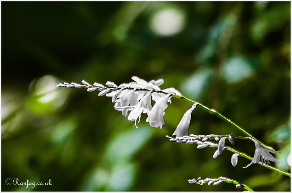 A Random Flower Shot