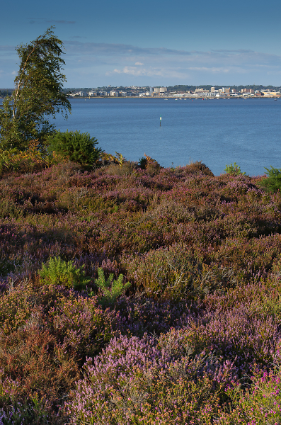 Bell heather on Arne Peninsula
