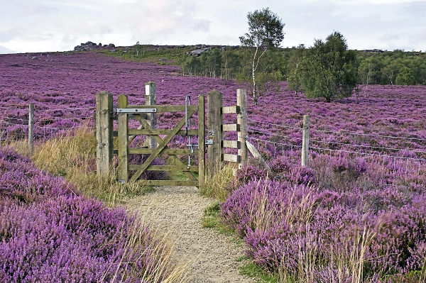 Derbyshire Heather