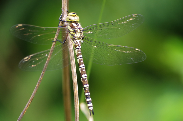 dragon fly