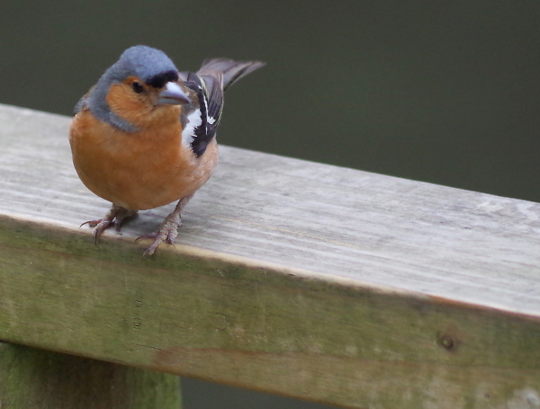 finch