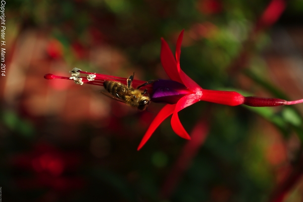 Fuchsia with bee