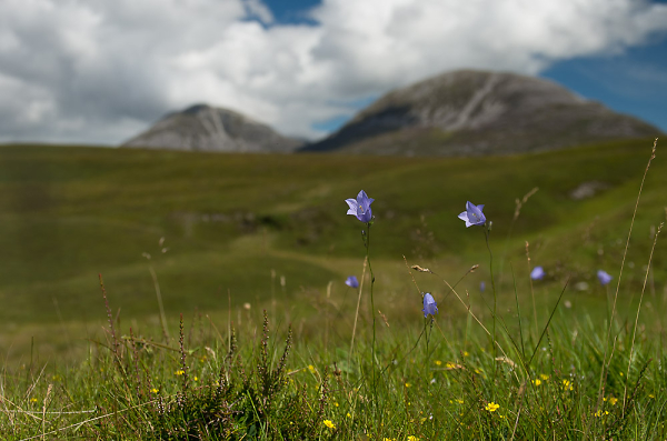 harebell