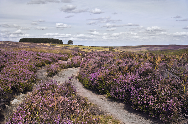 Heather in Bronte Country