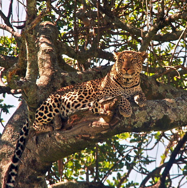 Leopard
