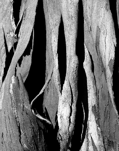 Natures abstract