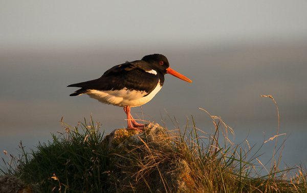 Oyster Catcher