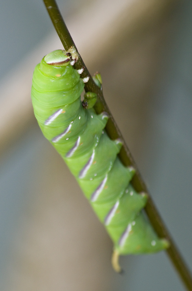 privet hawk moth larvae