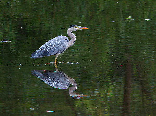 Reflection