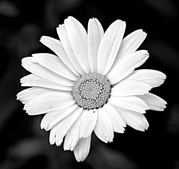Simple daisy