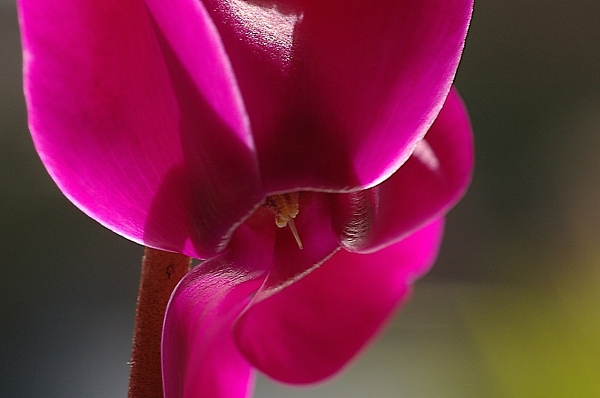 A lovely cyclamen