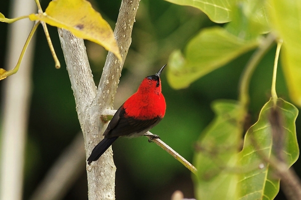 The tiny crimson Sunbird