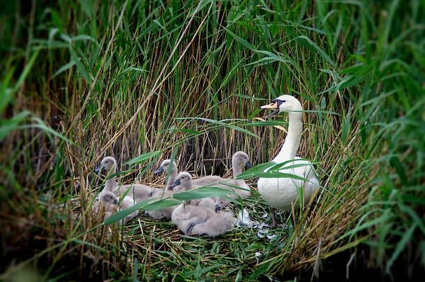 Swan and Cygnets