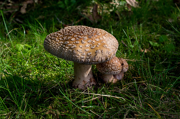 Toadstools