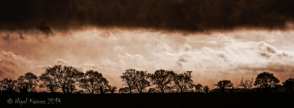 Tree Line