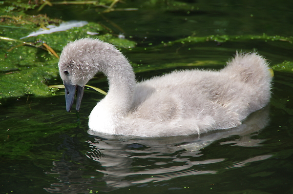 Ugly Duckling ?