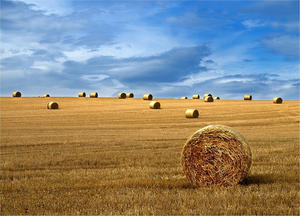 Under harvest skies