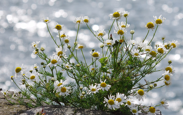 Weeds/Flowers
