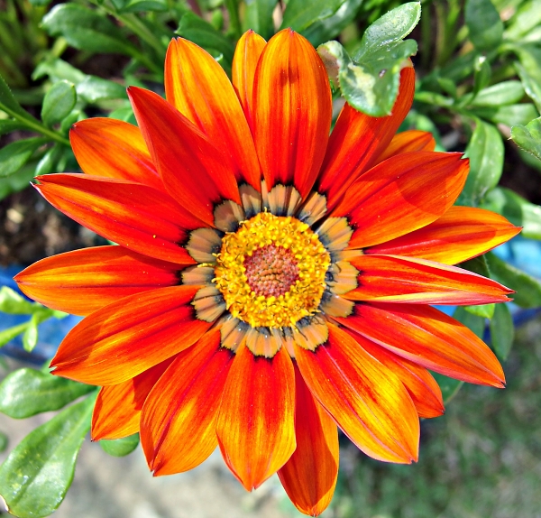 Yellow Gazennia