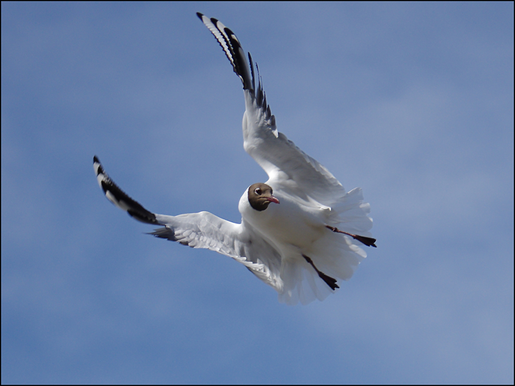 Gull