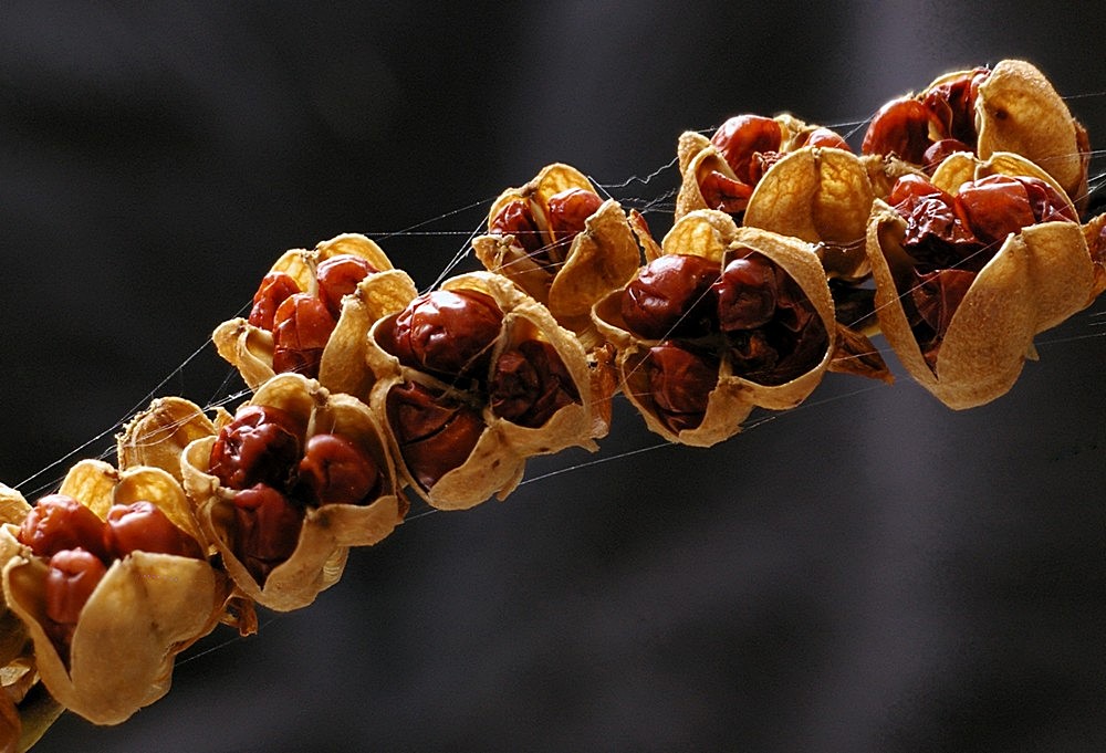 Crocosmia seedpods