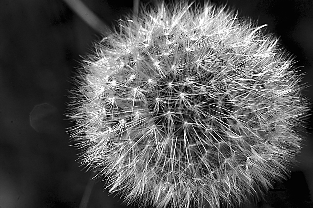 Dandelion Head