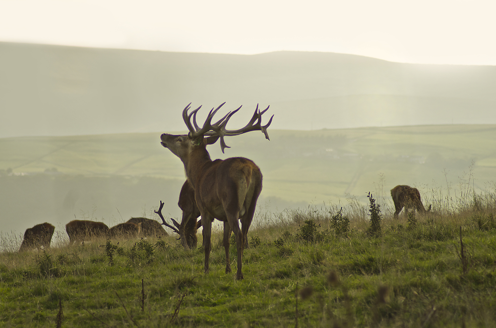 Deer