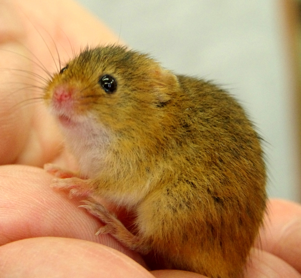 Harvest mouse.