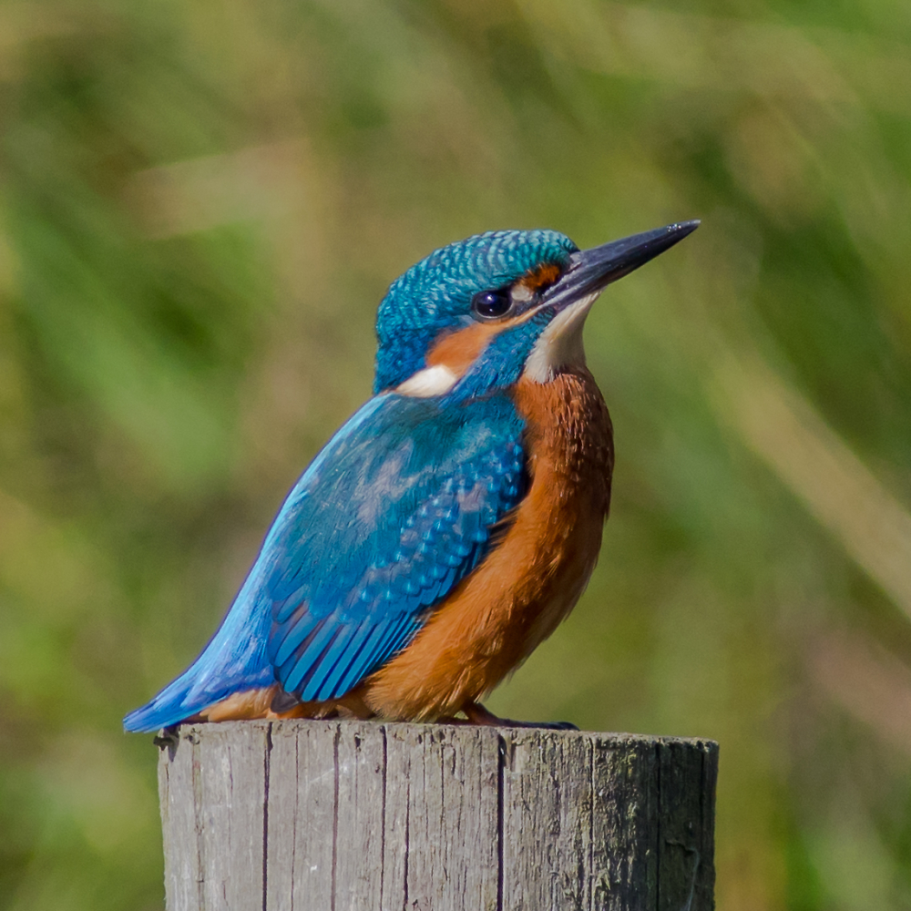Kingfisher