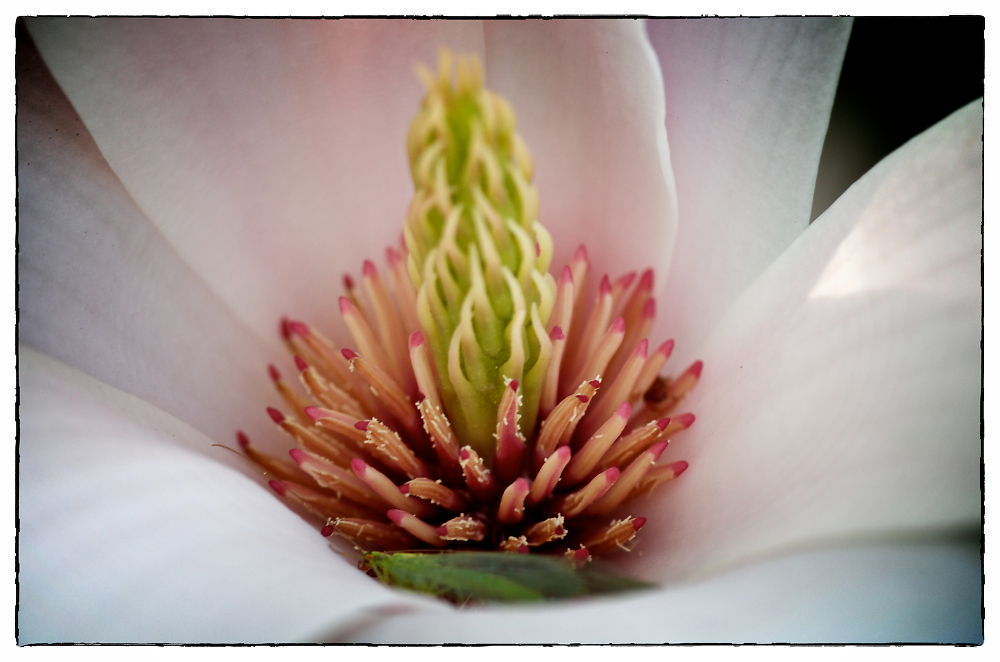 Magnolia