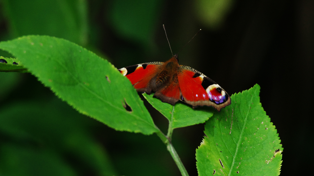 Resting Peacock