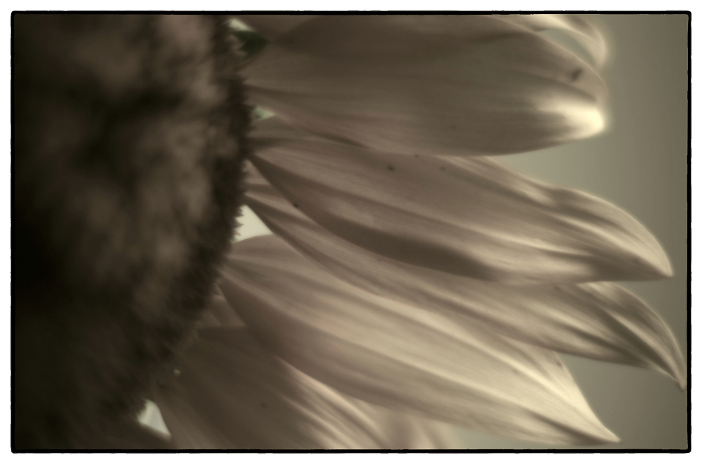 Sunflower 2