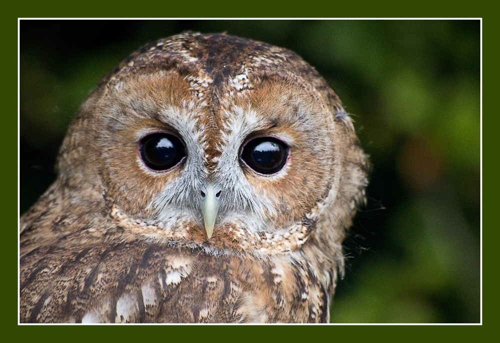 Tawney Owl