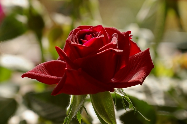 A nice red rose