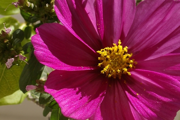 Cosmos showing off