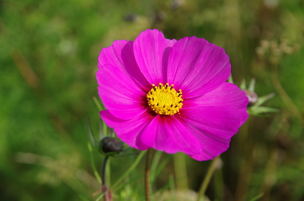 Cosmos