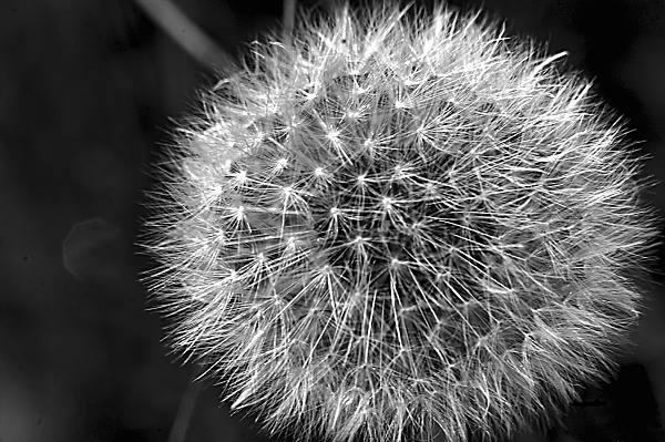 Dandelion Head
