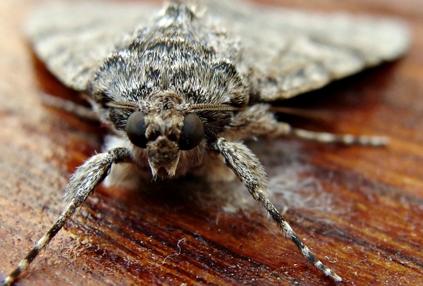 Daylight Moth