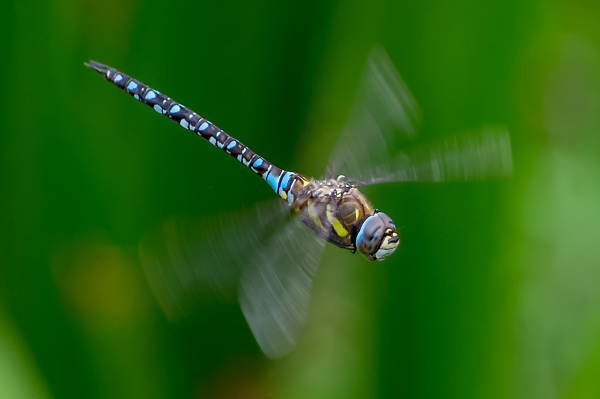Dragonfly