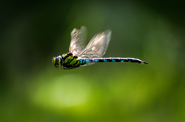 DragonFly