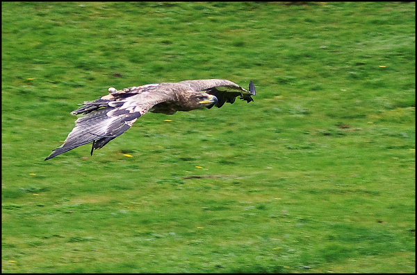 eagle