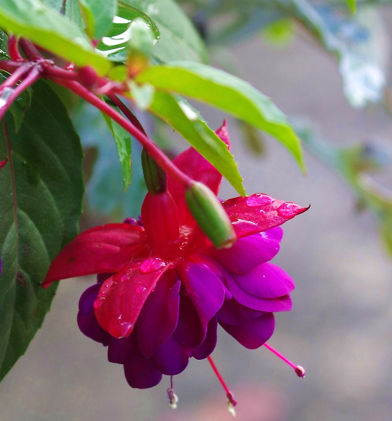 Fuchsia