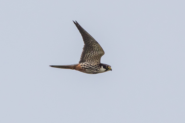 Hobby