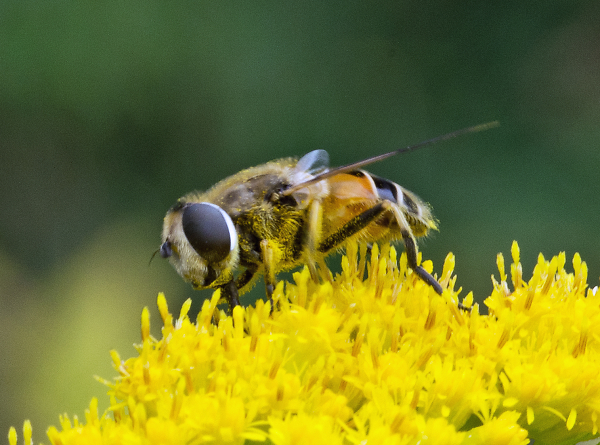 Hoverfly on Golden Rod