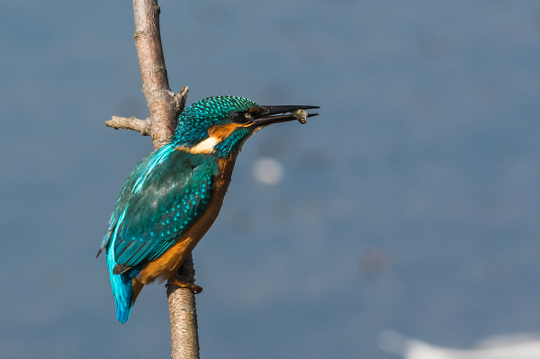 Kingfisher