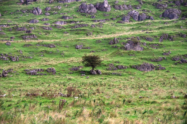 Lonely Tree