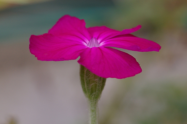 Lychnis in the mist