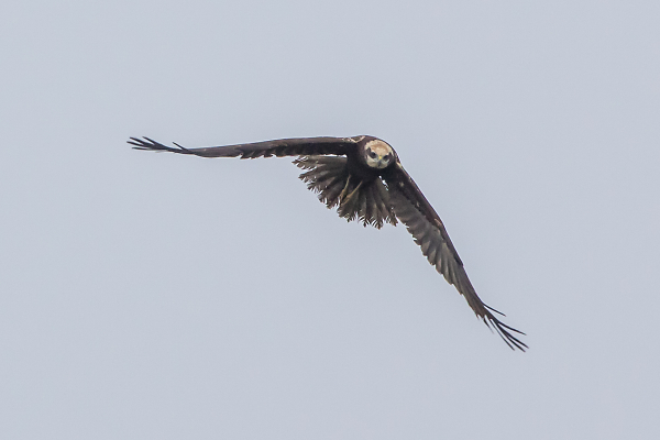 Marsh Harrier