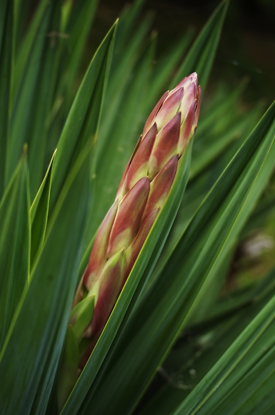 Palm tree flower.